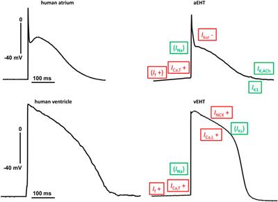 Human induced pluripotent stem cell-derived cardiomyocytes as an electrophysiological model: Opportunities and challenges—The Hamburg perspective